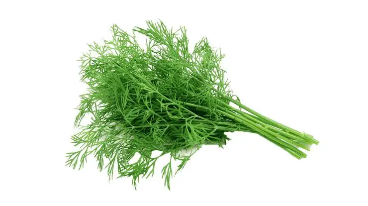 Dill