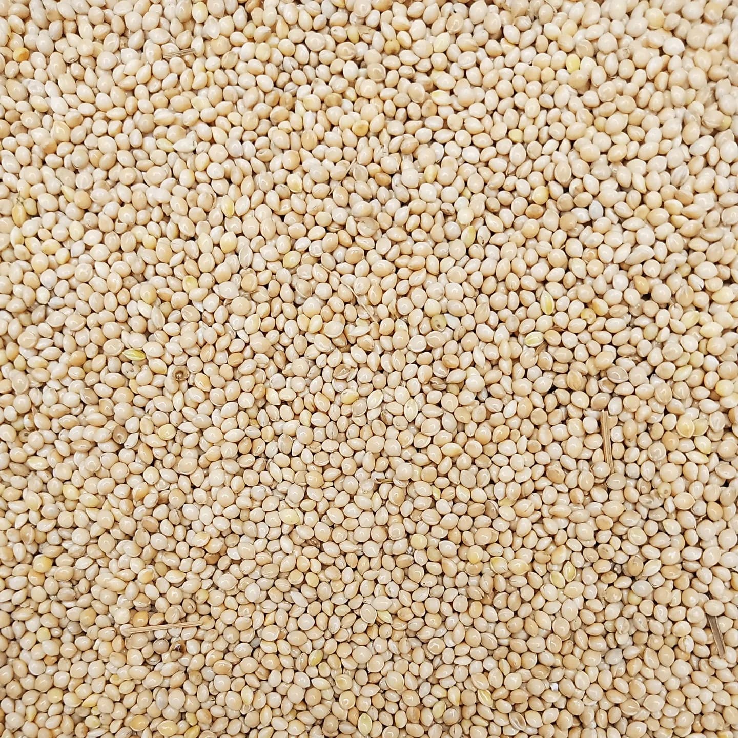 Balkm ( 0.5 kgm )